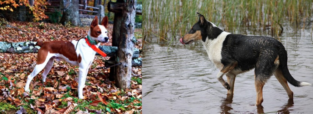 Smooth Collie vs Mountain Feist - Breed Comparison