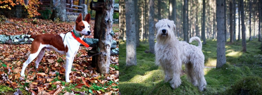 Soft-Coated Wheaten Terrier vs Mountain Feist - Breed Comparison