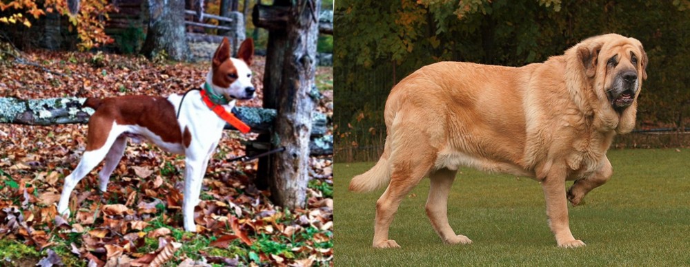 Spanish Mastiff vs Mountain Feist - Breed Comparison