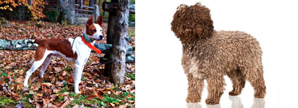 Spanish Water Dog vs Mountain Feist - Breed Comparison