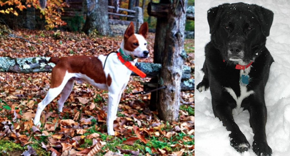St. John's Water Dog vs Mountain Feist - Breed Comparison