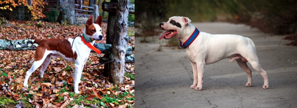 Staffordshire Bull Terrier vs Mountain Feist - Breed Comparison