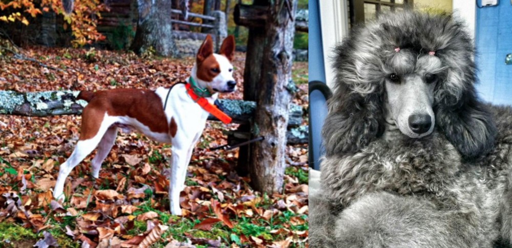 Standard Poodle vs Mountain Feist - Breed Comparison