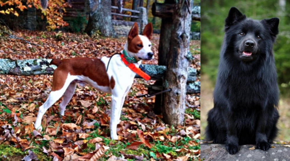 Swedish Lapphund vs Mountain Feist - Breed Comparison
