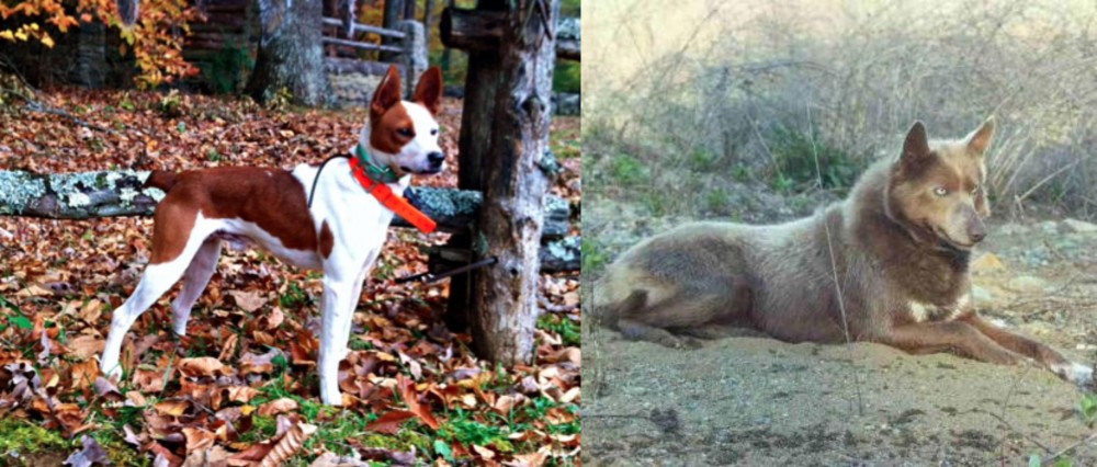 Tahltan Bear Dog vs Mountain Feist - Breed Comparison