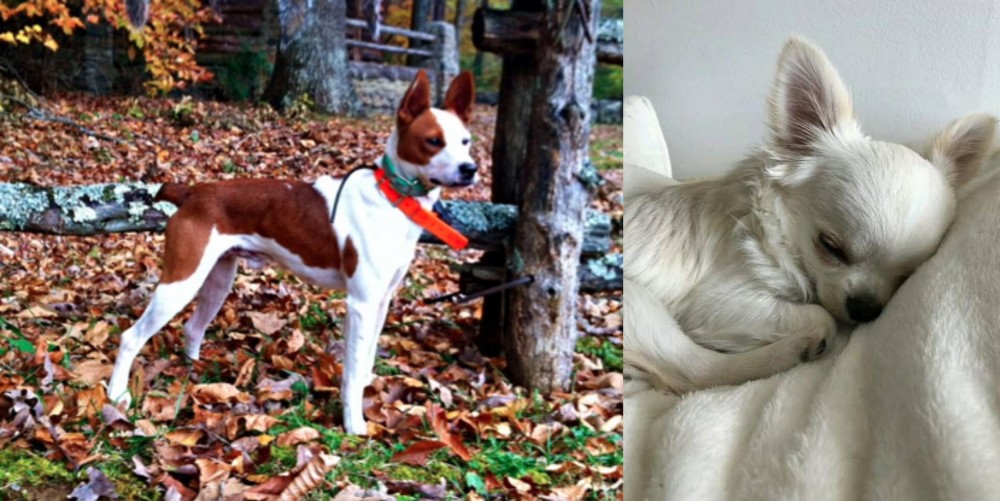 Tea Cup Chihuahua vs Mountain Feist - Breed Comparison