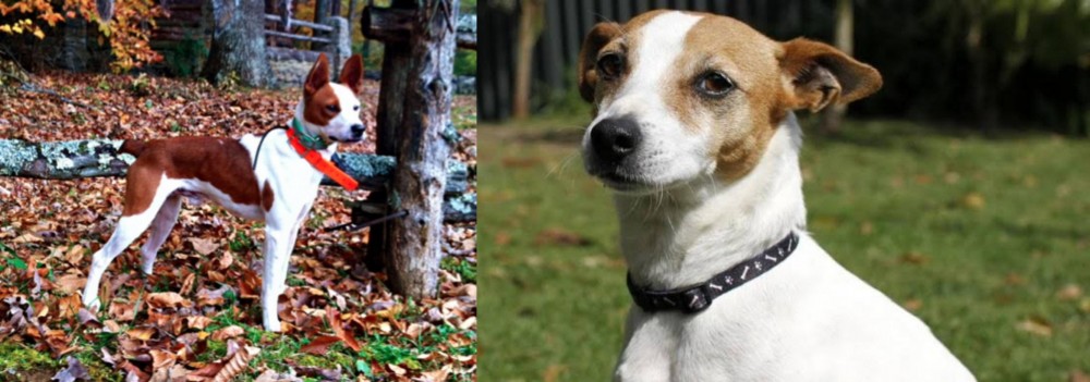 Tenterfield Terrier vs Mountain Feist - Breed Comparison
