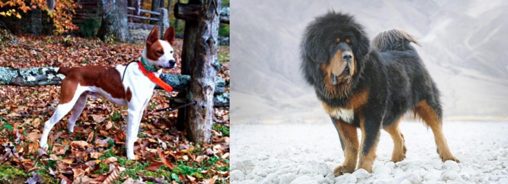 Tibetan Mastiff vs Mountain Feist - Breed Comparison