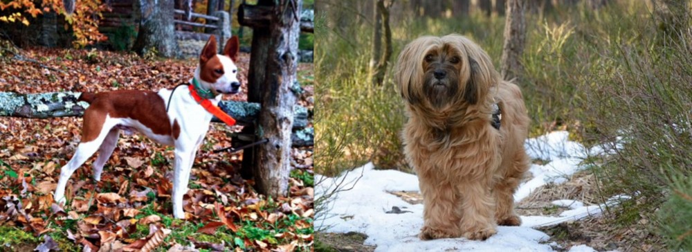 Tibetan Terrier vs Mountain Feist - Breed Comparison