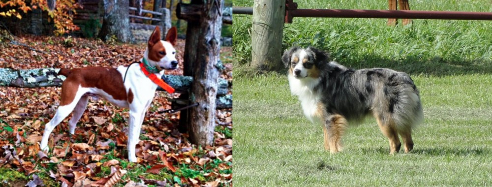 Toy Australian Shepherd vs Mountain Feist - Breed Comparison