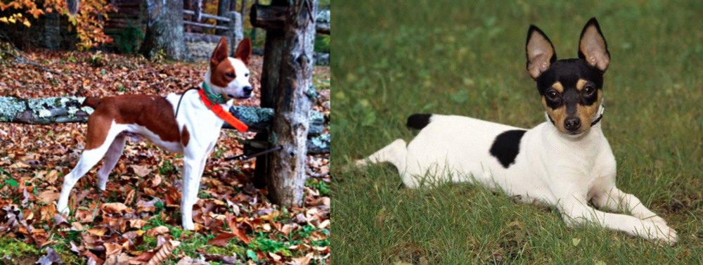 Toy Fox Terrier vs Mountain Feist - Breed Comparison