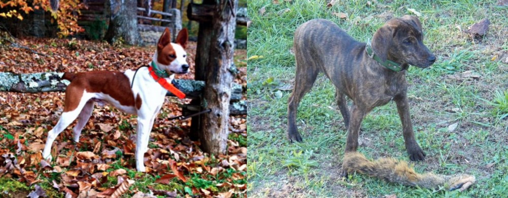 Treeing Cur vs Mountain Feist - Breed Comparison