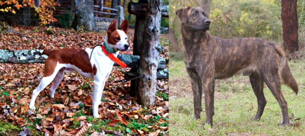 Treeing Tennessee Brindle vs Mountain Feist - Breed Comparison