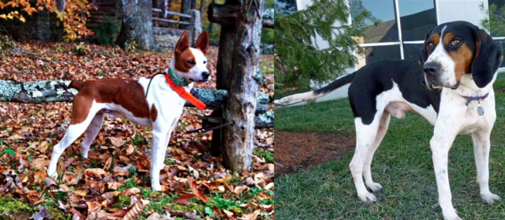 Treeing Walker Coonhound vs Mountain Feist - Breed Comparison