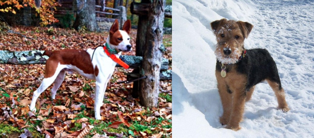 Welsh Terrier vs Mountain Feist - Breed Comparison