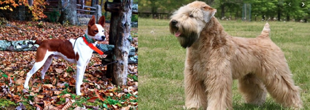 Wheaten Terrier vs Mountain Feist - Breed Comparison