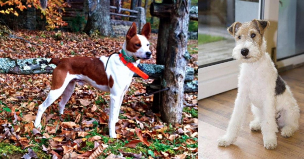 Wire Fox Terrier vs Mountain Feist - Breed Comparison