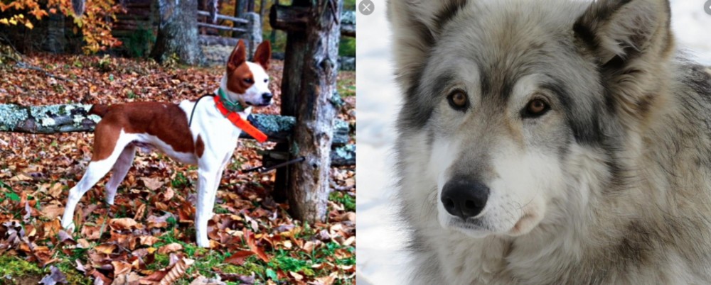 Wolfdog vs Mountain Feist - Breed Comparison