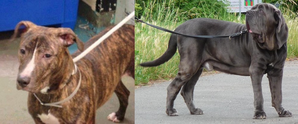 Neapolitan Mastiff vs Mountain View Cur - Breed Comparison