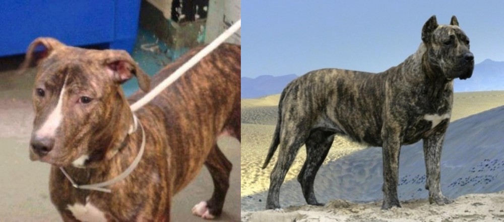 Presa Canario vs Mountain View Cur - Breed Comparison