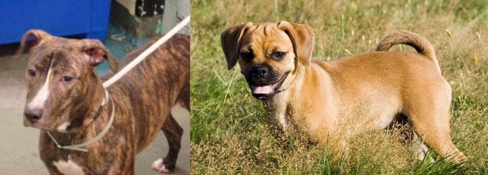 Puggle vs Mountain View Cur - Breed Comparison