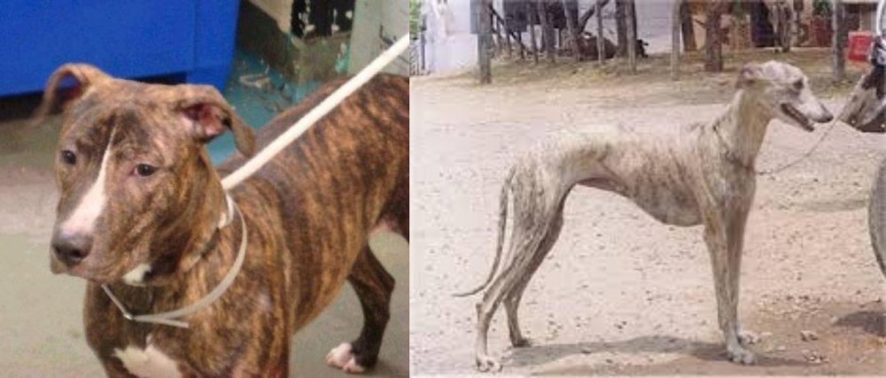 Rampur Greyhound vs Mountain View Cur - Breed Comparison