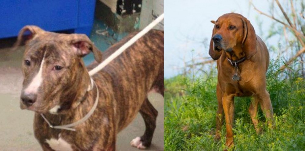 Redbone Coonhound vs Mountain View Cur - Breed Comparison