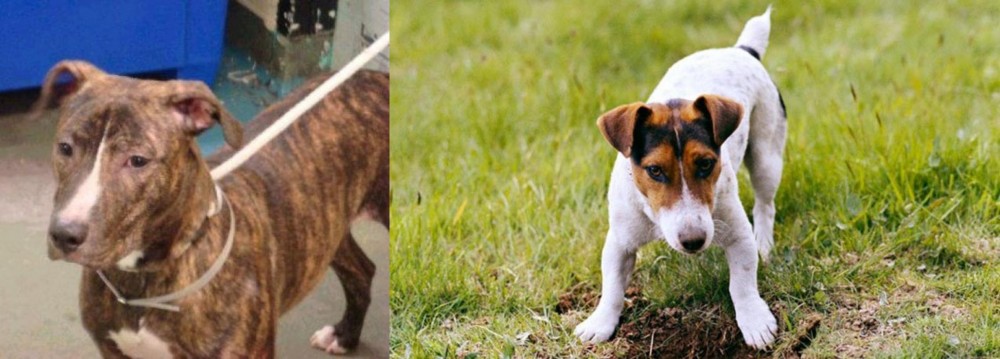 Russell Terrier vs Mountain View Cur - Breed Comparison