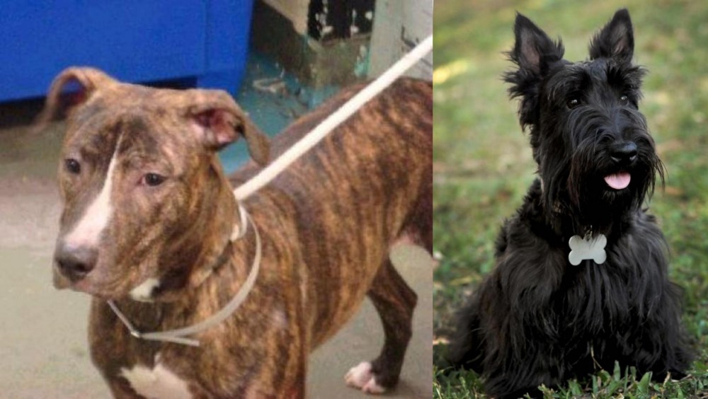 Scoland Terrier vs Mountain View Cur - Breed Comparison