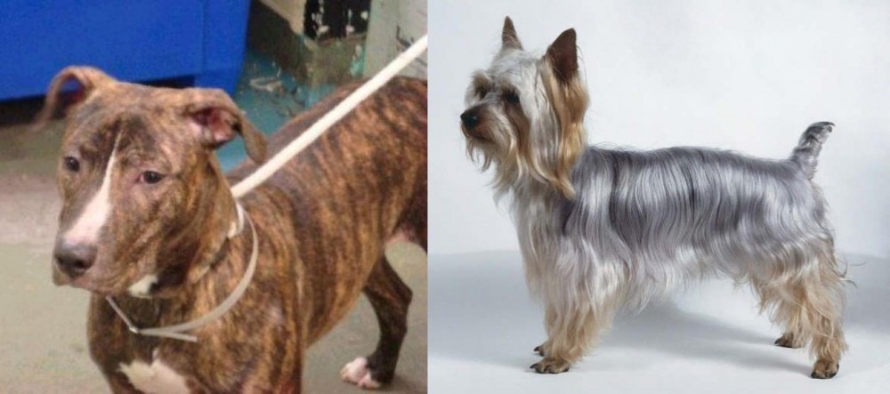 Silky Terrier vs Mountain View Cur - Breed Comparison