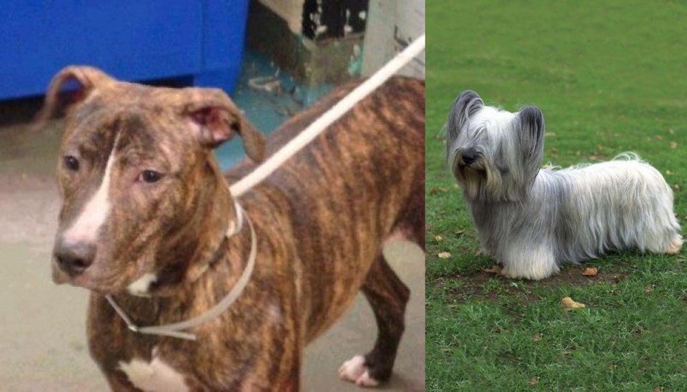Skye Terrier vs Mountain View Cur - Breed Comparison