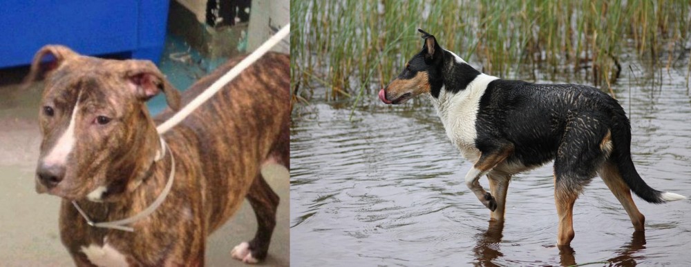 Smooth Collie vs Mountain View Cur - Breed Comparison