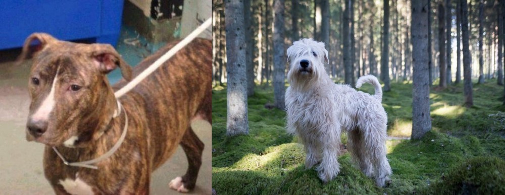 Soft-Coated Wheaten Terrier vs Mountain View Cur - Breed Comparison