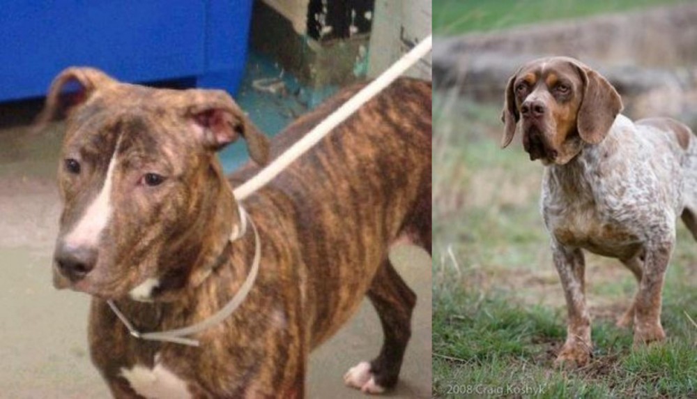 Spanish Pointer vs Mountain View Cur - Breed Comparison