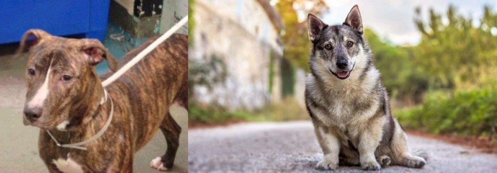 Swedish Vallhund vs Mountain View Cur - Breed Comparison