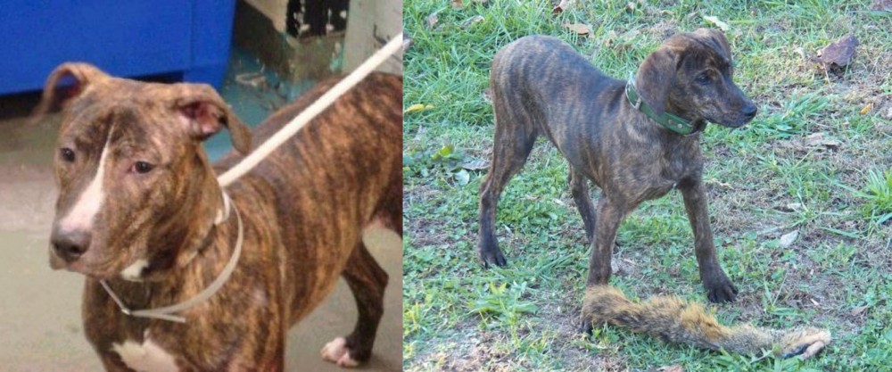 Treeing Cur vs Mountain View Cur - Breed Comparison