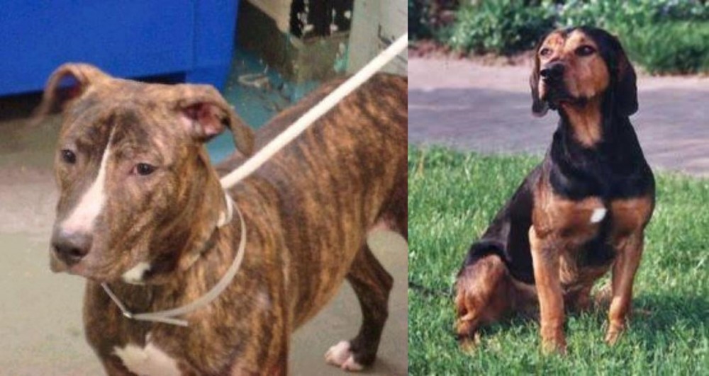 Tyrolean Hound vs Mountain View Cur - Breed Comparison