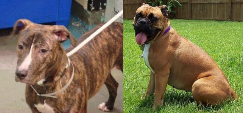 Valley Bulldog vs Mountain View Cur - Breed Comparison