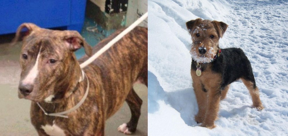 Welsh Terrier vs Mountain View Cur - Breed Comparison