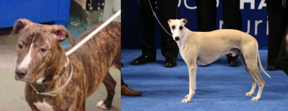 Whippet vs Mountain View Cur - Breed Comparison