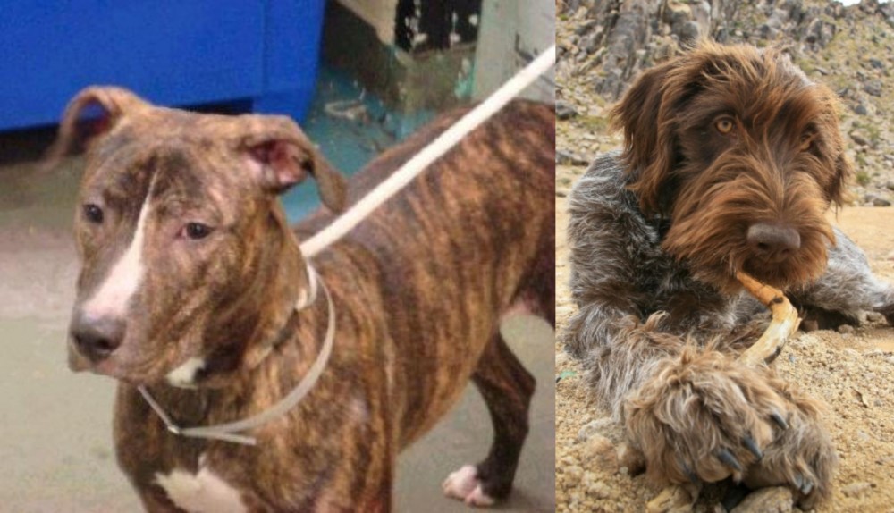 Wirehaired Pointing Griffon vs Mountain View Cur - Breed Comparison
