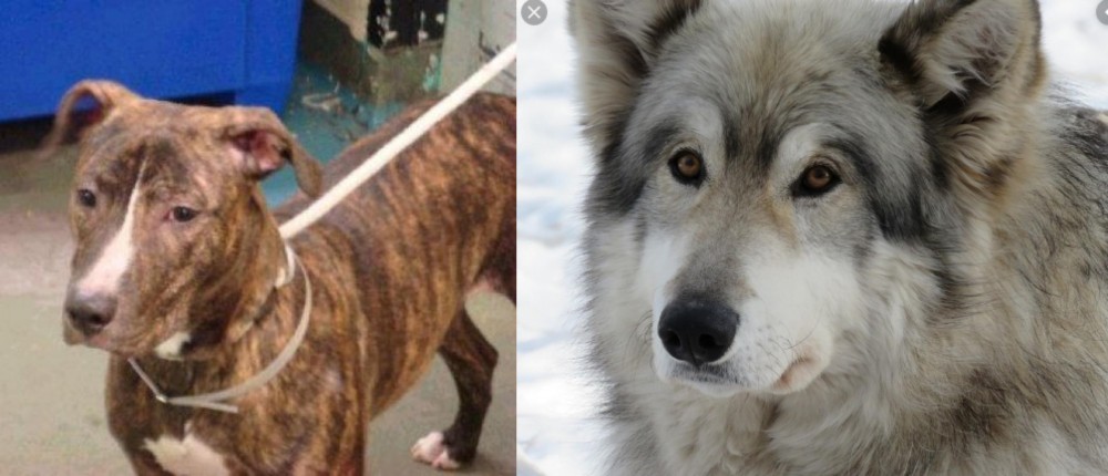 Wolfdog vs Mountain View Cur - Breed Comparison