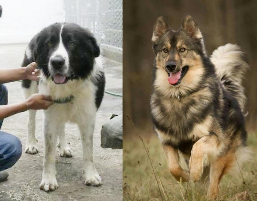Native American Indian Dog vs Mucuchies - Breed Comparison