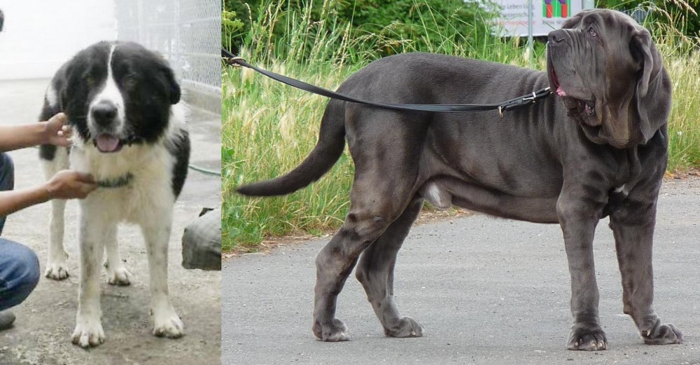 Neapolitan Mastiff vs Mucuchies - Breed Comparison