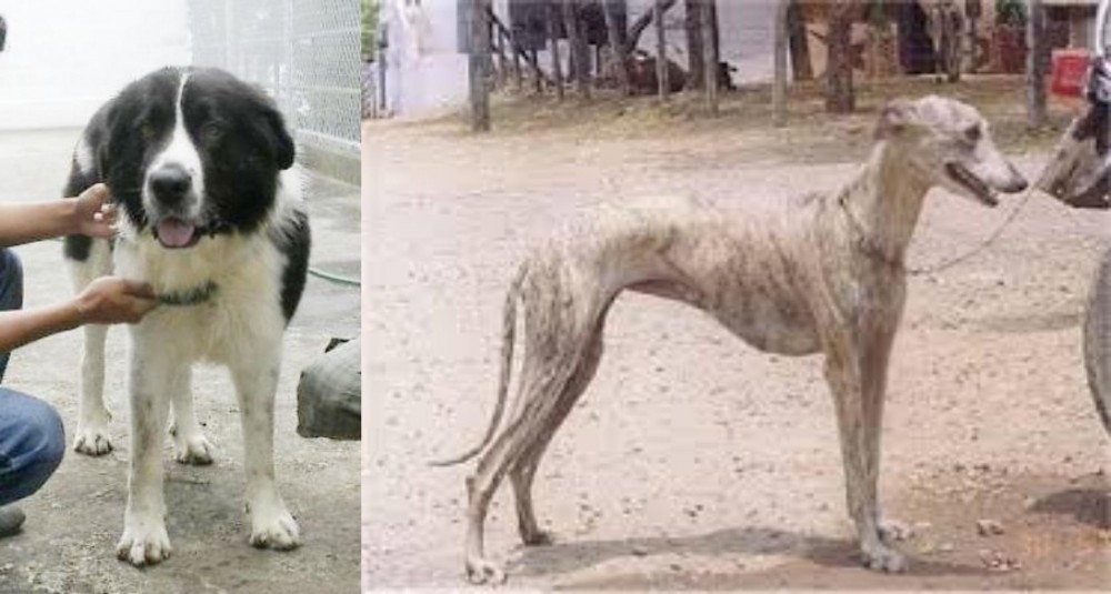 Rampur Greyhound vs Mucuchies - Breed Comparison