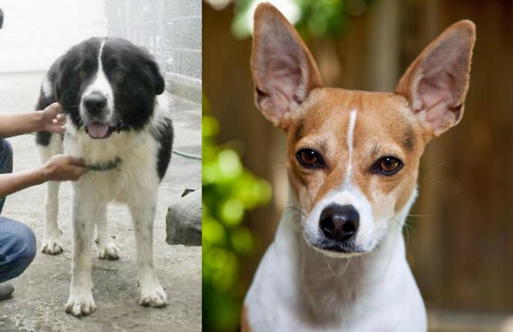 Rat Terrier vs Mucuchies - Breed Comparison