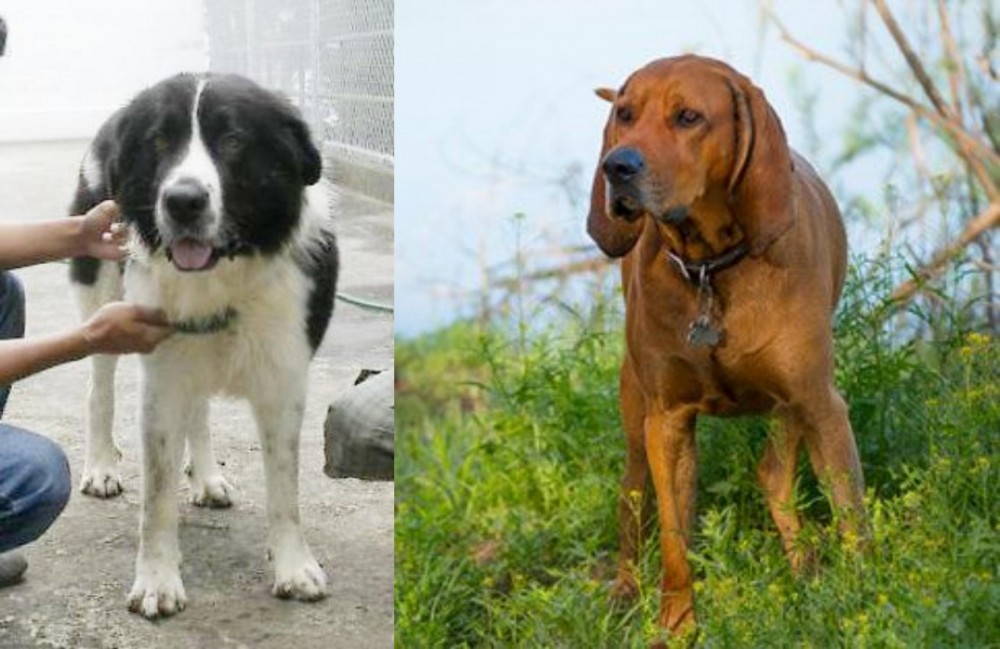 Redbone Coonhound vs Mucuchies - Breed Comparison
