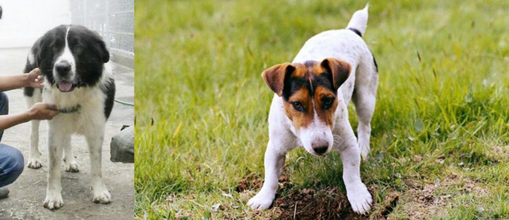 Russell Terrier vs Mucuchies - Breed Comparison
