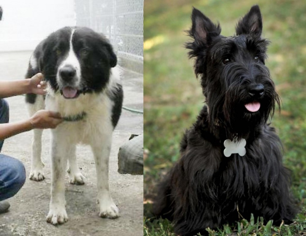 Scoland Terrier vs Mucuchies - Breed Comparison