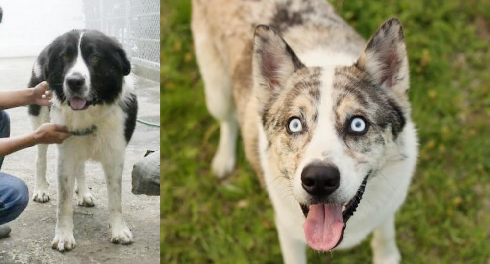 Shepherd Husky vs Mucuchies - Breed Comparison